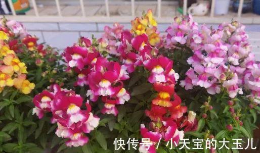 记录一下我养过的花,1000多盆都有啥