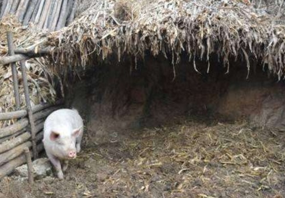 臭烘烘|一个臭烘烘的猪圈,一锹下去挖出一座皇陵,里面葬着一位开国皇帝