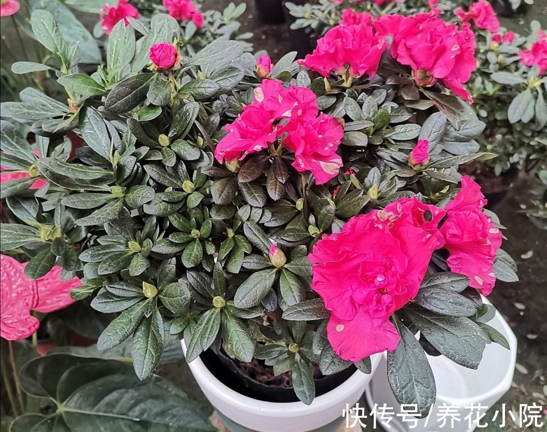杜鹃有“2怕3不喜”,了解它的“喜好”,才能长得旺,多开花