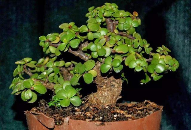 花市3种花,看似普通,大爷养几年,盆盆都“金贵”,10000