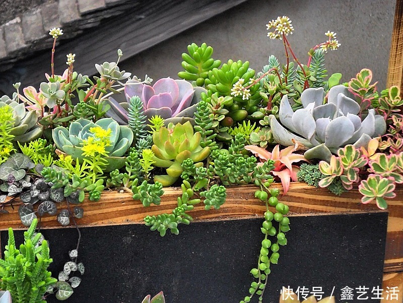 最全多肉养护法!十足干货!自己收藏就不用问别人啦!
