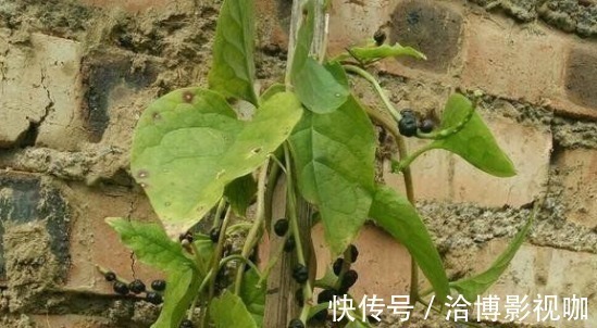 宝贝|农村一种野菜被城里人当宝贝,原来叶子好吃,一斤二十块供不应求