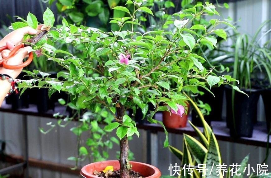 三角梅秋季不开花，按照“2多1控”来养，让它花苞开满枝头