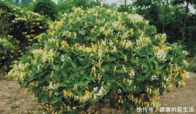 野生金银花,除了泡茶另有妙用,能治病救人,无奈常人却很少知道!