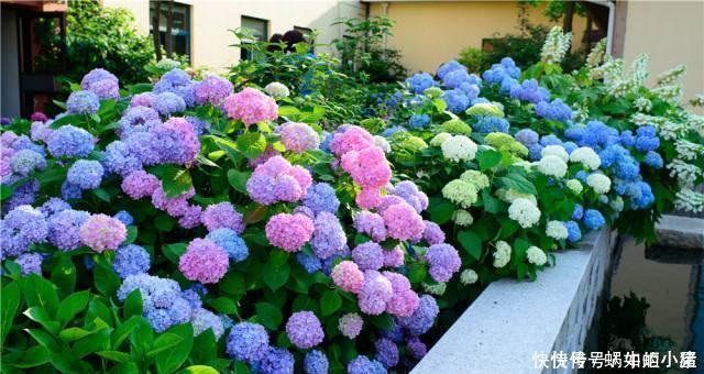 如果我有小院,一定会养这“3种花”,让小院变花园,年年看花