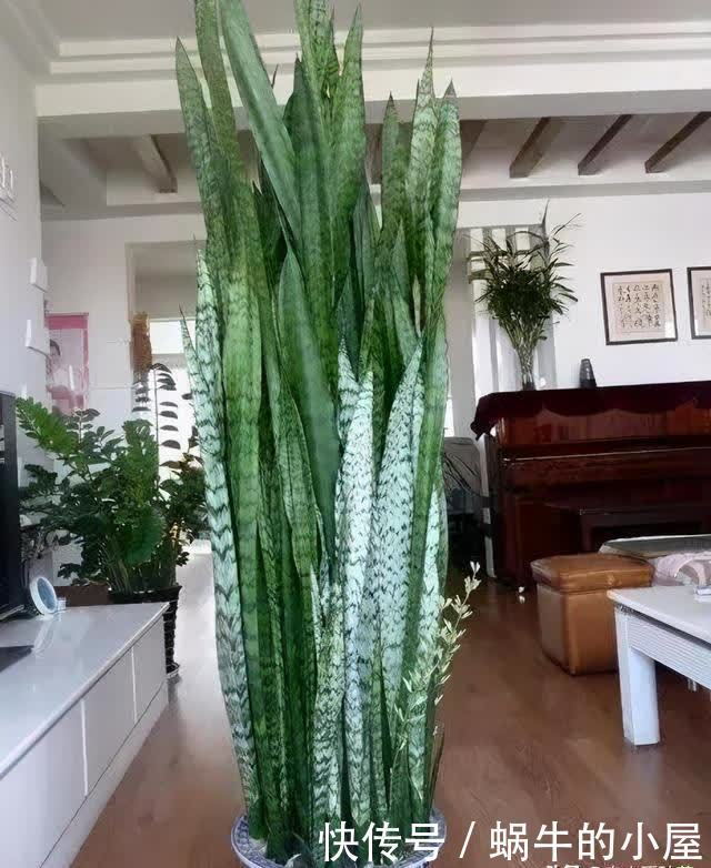 4年，把“虎皮兰”养成1棵小树，长到2米高，还不舍得剪