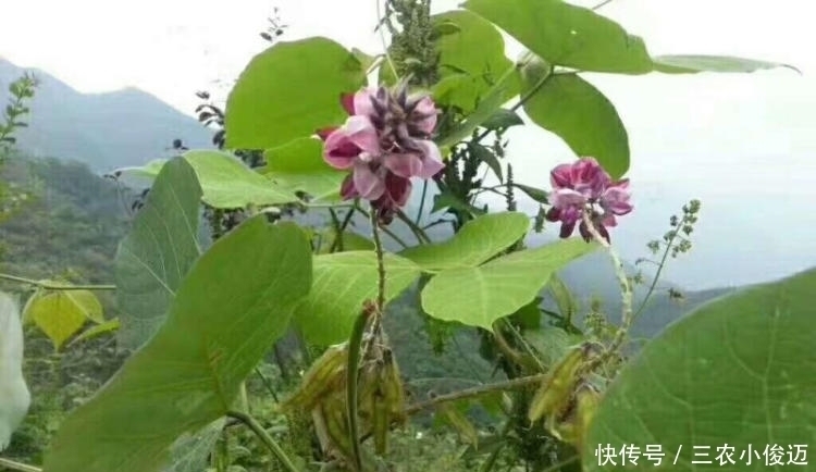 小花|乡下一种不起眼的小花,根茎竟是千年人参,如若遇到一定别放过