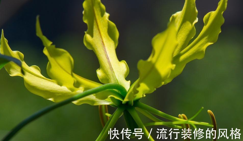 金钗石斛|什么花才是高大上，什么植物才是值钱货，大部分人都看错了