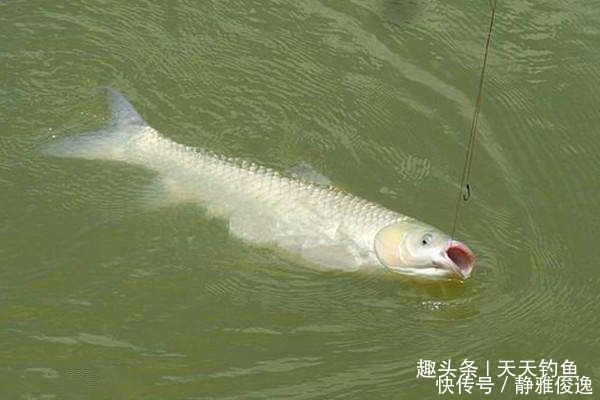 间距|台钓子线的选用技巧,子线钩间距的大小,影响了你的中鱼率