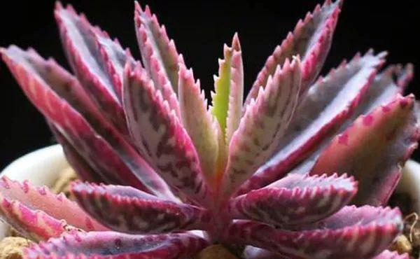 最难养死的7种多肉,谁还能养死