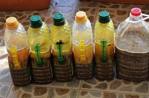 虎皮兰施什么肥2种东西丢盆里,一年不用施肥,叶厚油绿新芽多