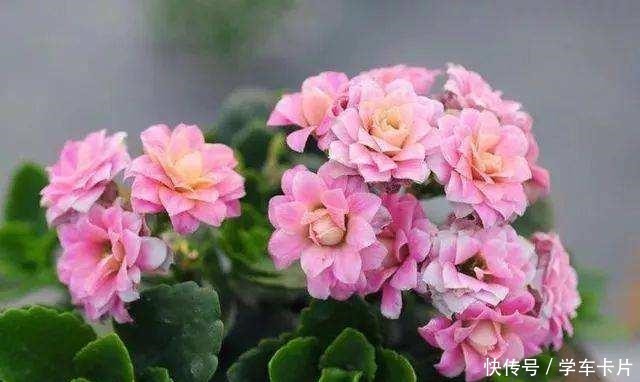 这“三种花”易爆盆,“遇水疯长”又耐寒,大冷天也能自己生长!