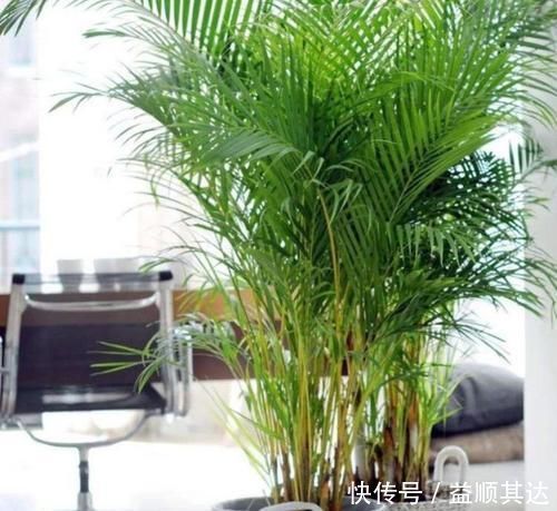 3种花养家里，福旺运旺财更旺，高大上档次，叶子油绿