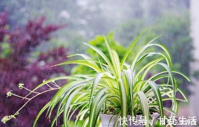 花友|这“三种花”遇水易疯长,“寓意好”吸甲醛净空气,家人少生病!
