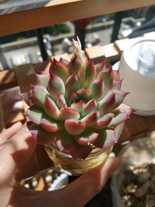 水培|多肉植物也能水培多肉丢水里反而不烂根,长得还水灵,晶莹剔透