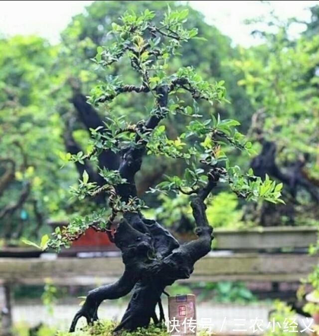 怎样养护好家中的金弹子盆景