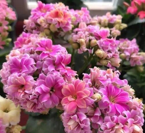 养了3年长寿花,家里“到处”都开花,繁殖几十盆成大户!