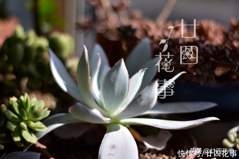 秋天|处暑过后，给多肉植物做件事，让它在秋天心无旁驽，专心变美