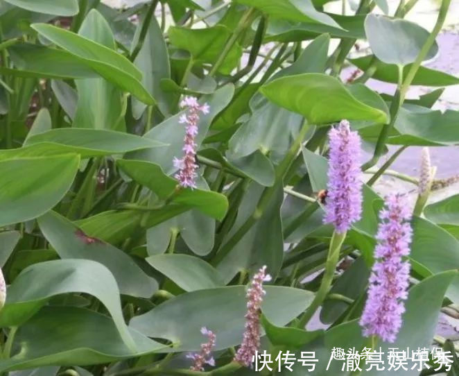 杂草|农村独有的野草,以前的被农民拿去喂猪,现在药用价值极高