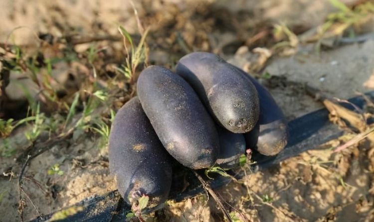 排毒养颜|每天晚上坚持吃3种食物,排毒养颜、延缓衰老,好处多多!