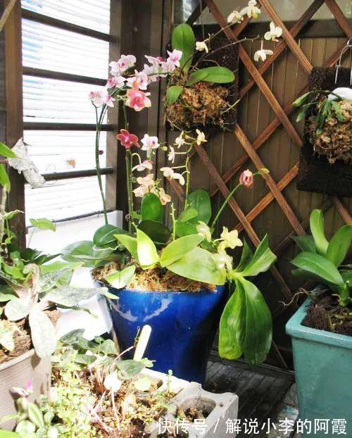 替兰花分株怕伤其根系,采用“不分盆”方法,新手也可轻松驾驭!