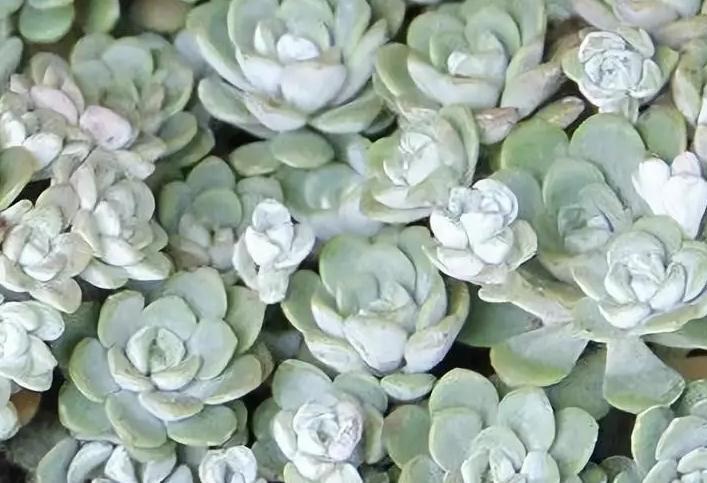 6条实用小经验,让你的肉肉安然度夏