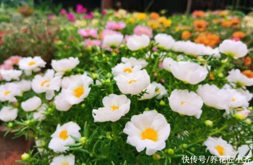 枝条|太阳花你都养不开花？看看这3个“条件”，你少做了那一个