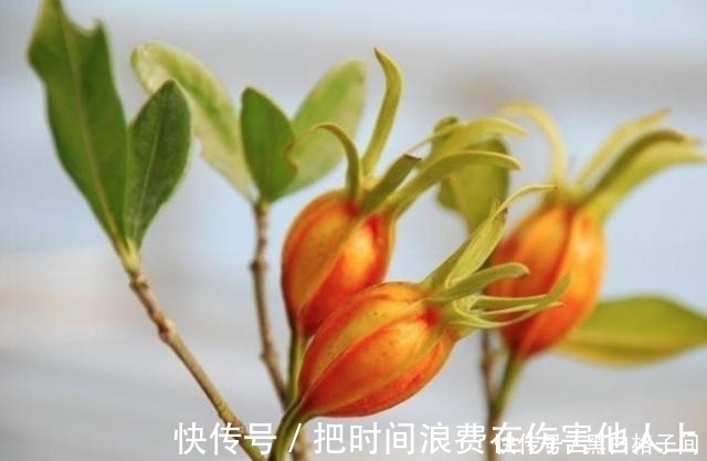 功效|80歲的爺爺，經常吃這幾種野果，它的功效卻一無所知！