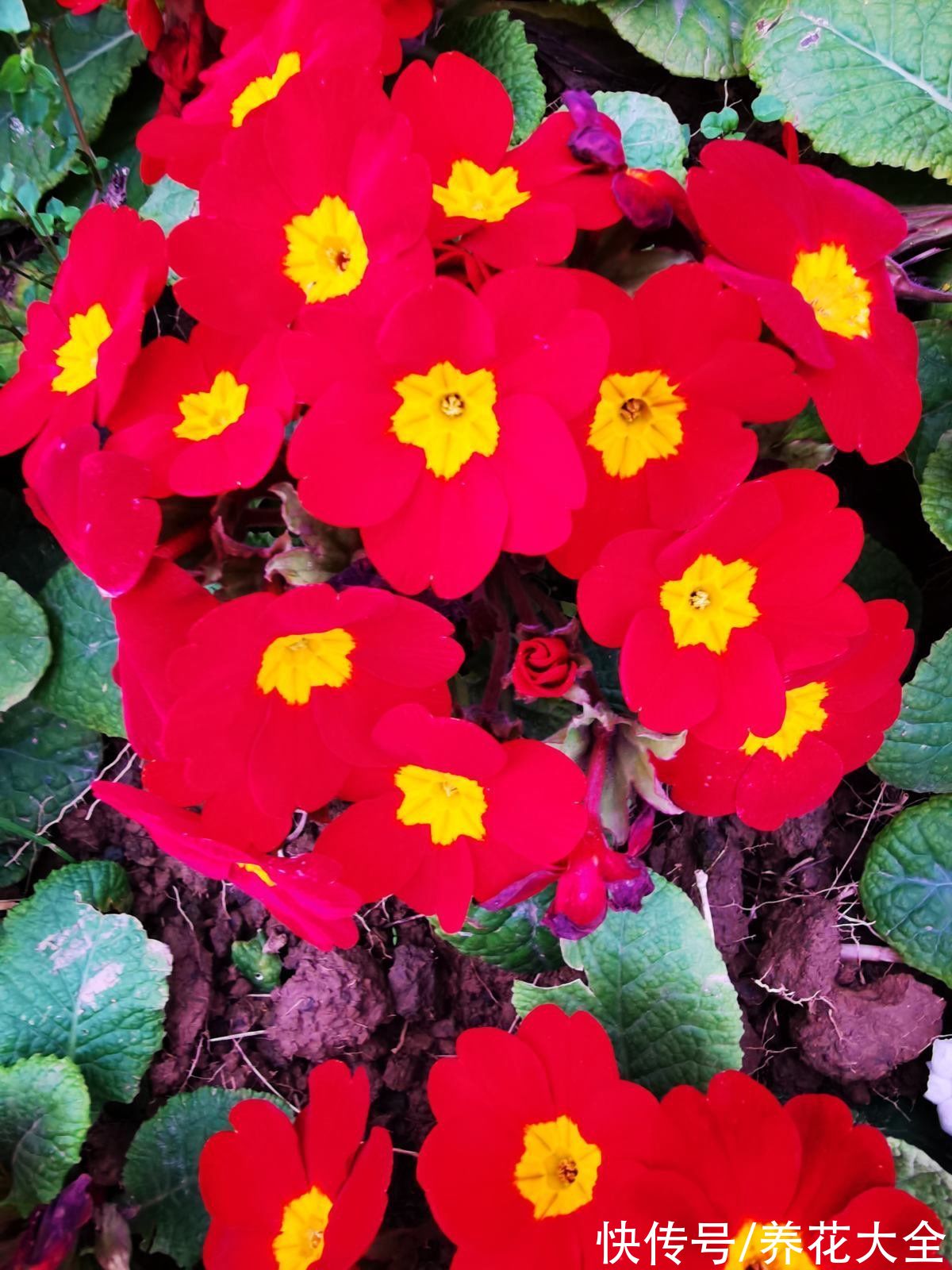 现在花市可热闹，5块钱一盆的年宵花，不买你就吃亏了