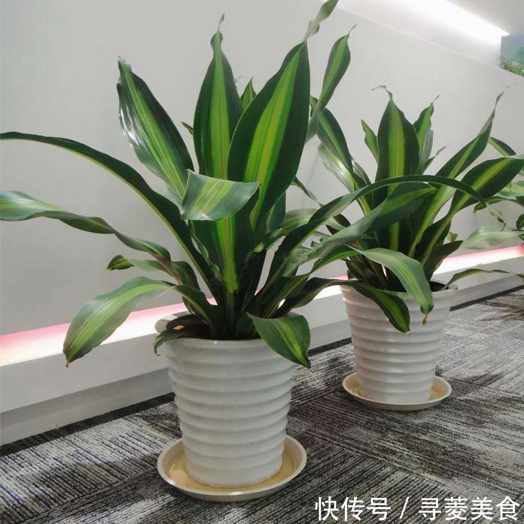 栽种|适合放在客厅的6种大型盆栽,好看健康,大大的叶子充满生机