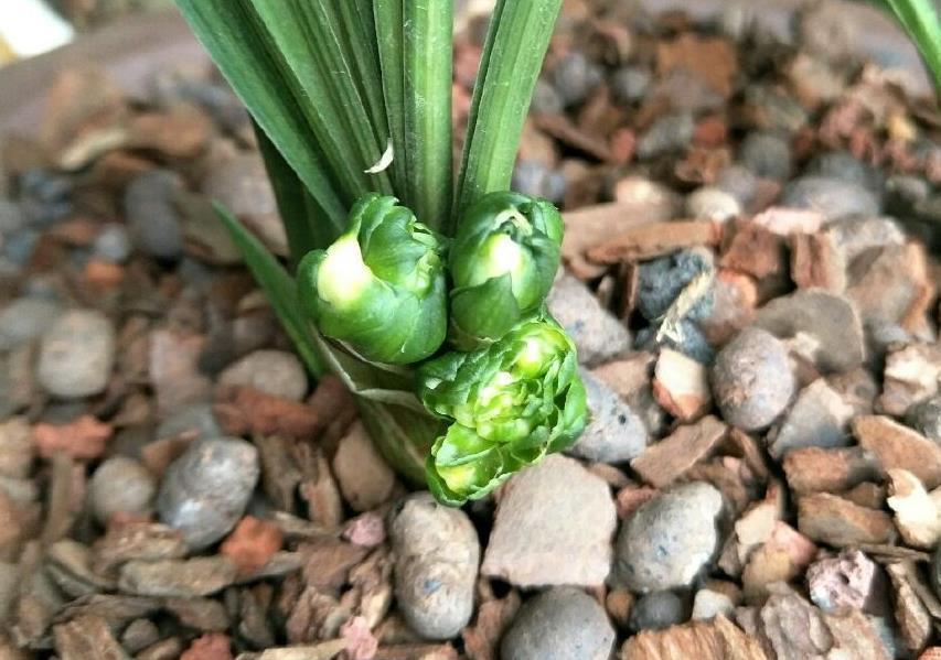 土壤|出门遛弯捡点它回家,一处理养花,植物长得又旺又壮