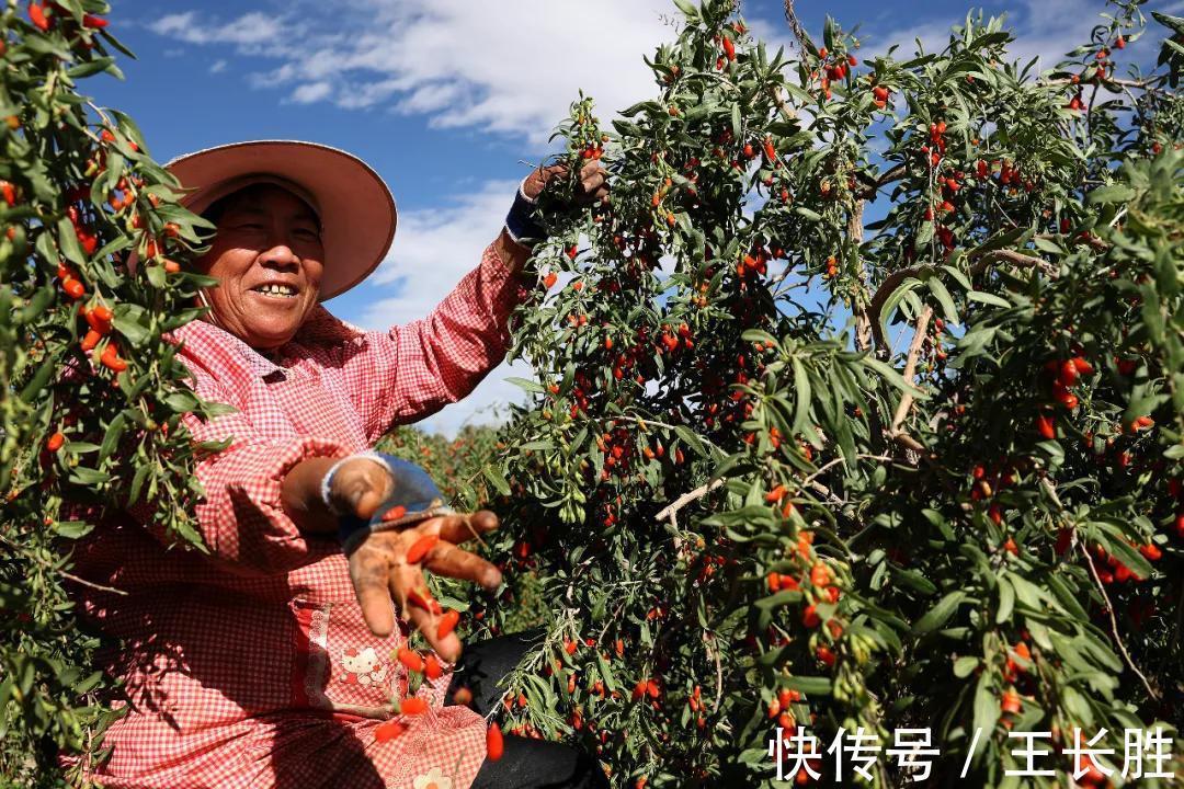农货节|从年头补到年尾，拼多多狂补农产品到底在补什么？