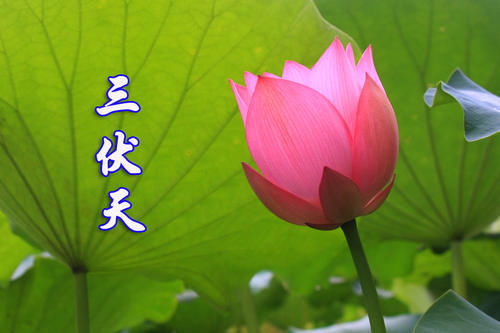 葡萄|三伏天爱流汗,女人想显年轻,6种碱性水果要多吃,安稳度过苦夏