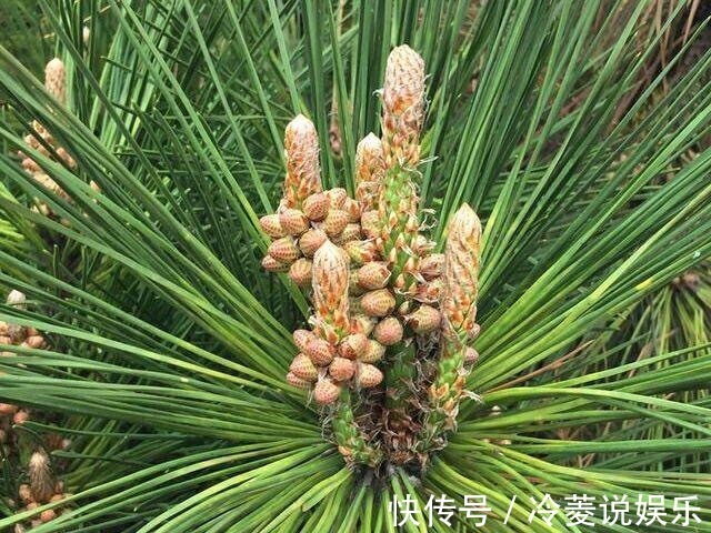 强身健体|农村路边常见的“长寿树”，是糖尿病患者的天然“保健品