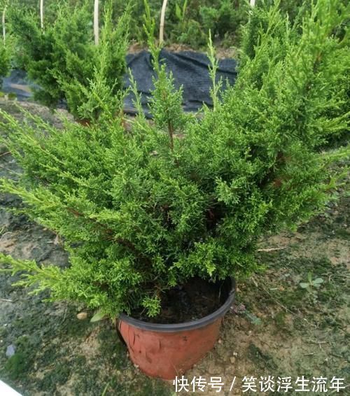 花儿|家中无法养这三类绿植,白送都不要,危害很大不建议养