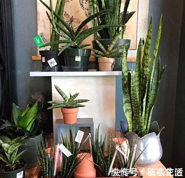 搬新家之前，一定要养“这6种花”，除“甲醛”效果好