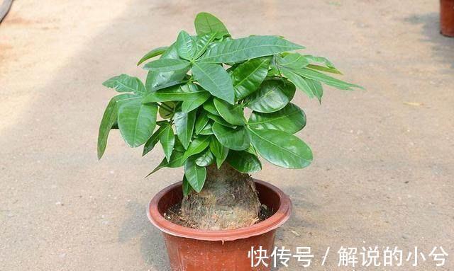 原来发财树要这样养才能绿油油,难怪我之前养的老是烂根