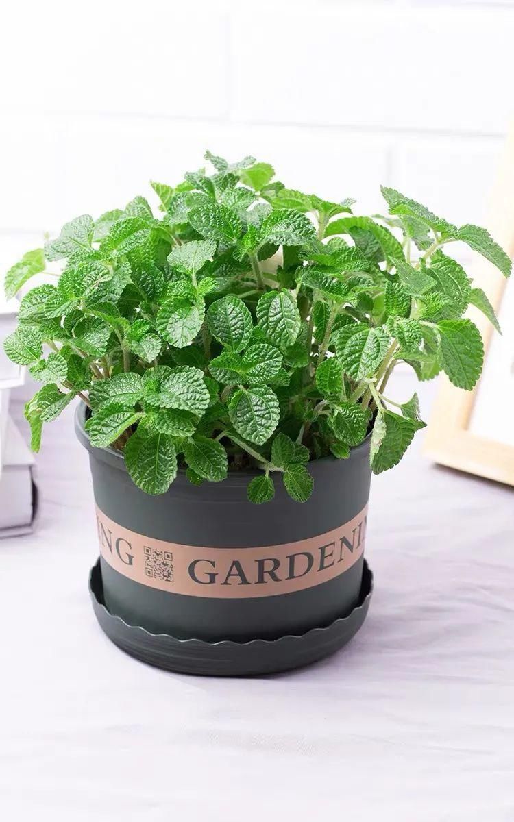 冬天必养的4种花,个个都能清新空气,家里养一盆,典雅又大方