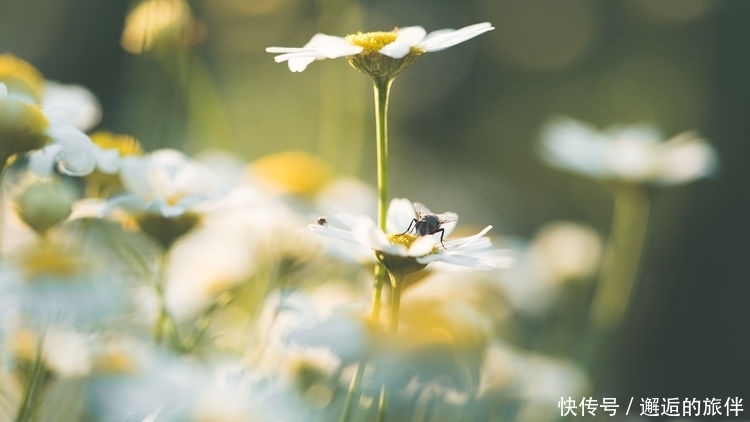 生来|佛说:生来富贵命!谁娶了3大生肖女,穷死也能发大财!