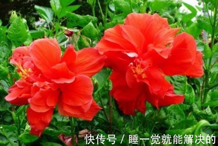 3种花适合新手养，好养又漂亮，不用管理也能开花，轻松爆满枝头