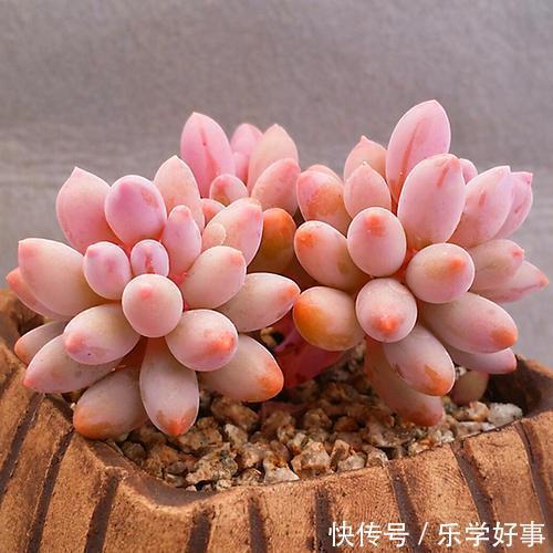 最萌不过粉色，这10款粉色系多肉，各有各的美，哪种能“粉”到你
