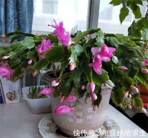 如果你养的蟹爪兰总是掉花苞，了解补救方法，春节花开停不下来