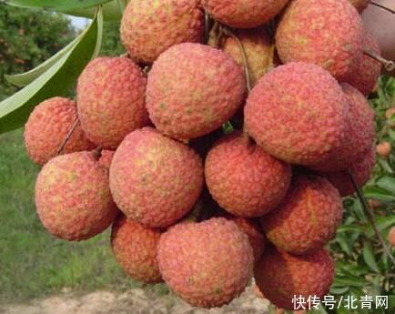 果壳|买荔枝要牢记这4点，一挑一个准
