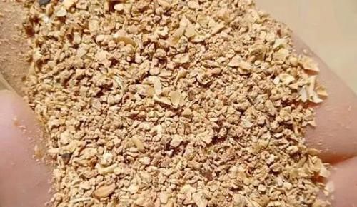 君子兰|养君子兰、长寿花,盆里撒点“万能肥”,新芽猛长,呼呼开花!