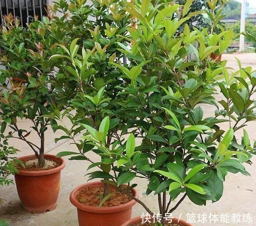 发芽|这2种水果别扔籽,处理好埋盆里,扎根发芽养成绿叶盆栽