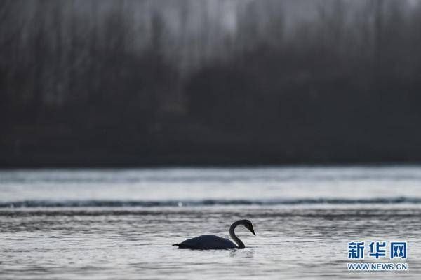 迁徙的大天鹅飞抵青|黄河上的“天鹅湖”[组图]