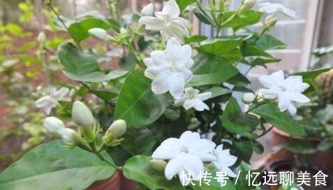 养茉莉花,“3件小事”做到位,就可以“静待花开”,且花大味香