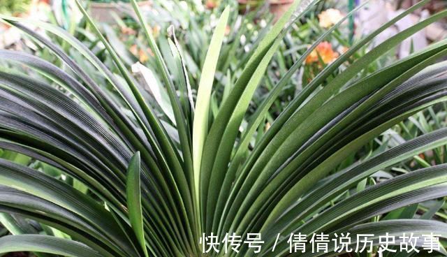 夏季的君子兰,记住几点,叶子整齐油绿纹路清晰,花期开花艳