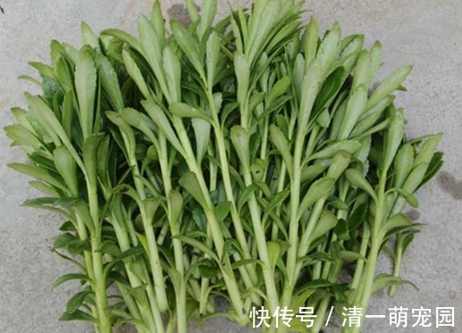 养心菜|曾被当野菜吃,钙含量堪比钙片,如今种植亩产超万元,见到别错过