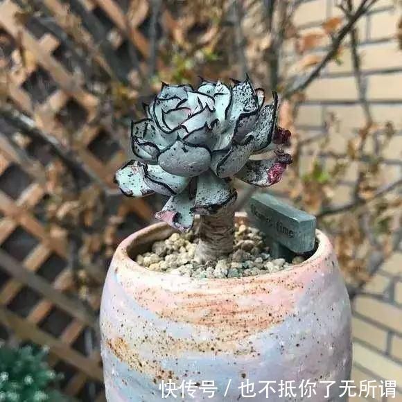 龟甲牡丹|世界上最名贵的花，一盆就是一座房子！